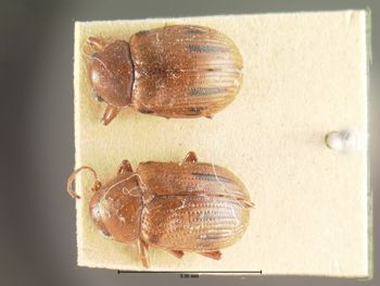 Media type: image; Entomology 9786   Aspect: habitus dorsal view
